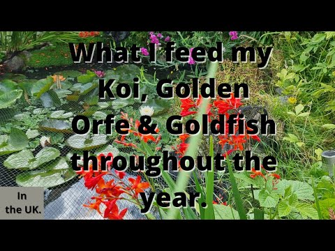 What I feed my koi, golden orfe & goldfish. Plus a year in the life of my garden pond.
