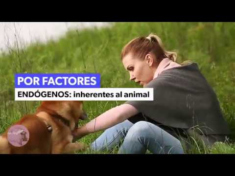 GO DOG GRAN CANARIA - LA AGRESIVIDAD ES MULTIFACTORIAL