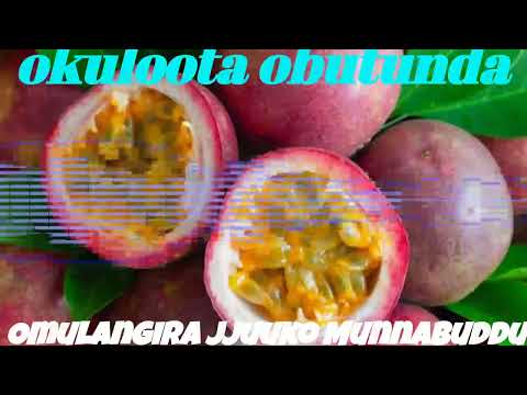Okuloota obutunda - Omulangira Jjuuko Munnabuddu