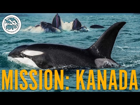 Unglaubliche Aufnahmen: Kanadische ORCAS & seltenes Bubble-Net Feeding | Mission: Kanada