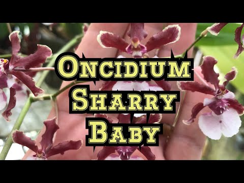 How to Bloom Oncidium Sharry Baby Orchid & Other Oncidium Orchid Care Tips