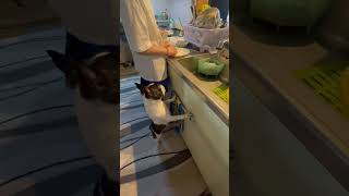 「フレブル」何かもらえると思ってるみたいw#フレンチブルドッグ #vlog #frenchie #帰省 　"She thinks she'll get something."