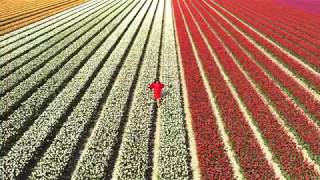 Lady in Tulip field Holland - Parrot Anafi in cameraman mode