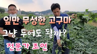 잎만 무성한 고구마 그냥 두어도 될까 ? 관리방법 엽면시비법