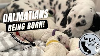 Video preview image #2 Dalmatian Puppy For Sale in RIVERSIDE, CA, USA