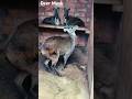 Satisfying Deer Musk Collection Musk Deer Farming Deerfarm Deermusk Shorts Satisfying Short