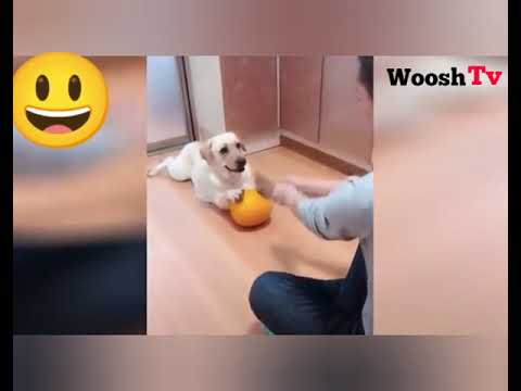 WOW!  Best Funny CATS Vines Compilation  2021- WOOSHTV