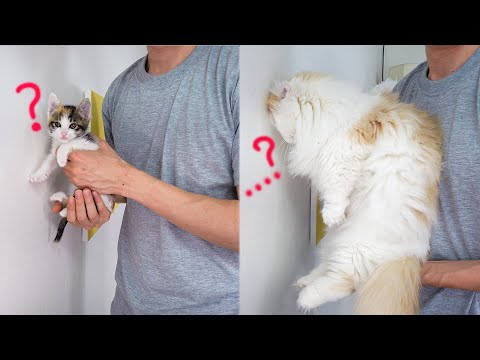 CAT IQ TEST │ Which Cat Is The Smartest?