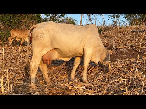 😱🐄La estrella está haciendo la ubre como se le ponía la ubre a la fortuna 😱🐄