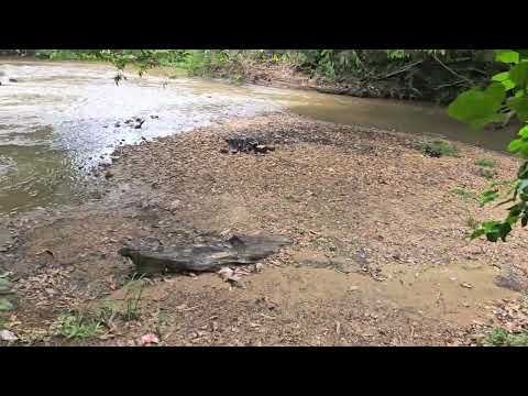 Córrego entre posselandia e campestre de Goiás 
