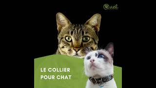 Comment choisir le collier idéal pour votre chat?