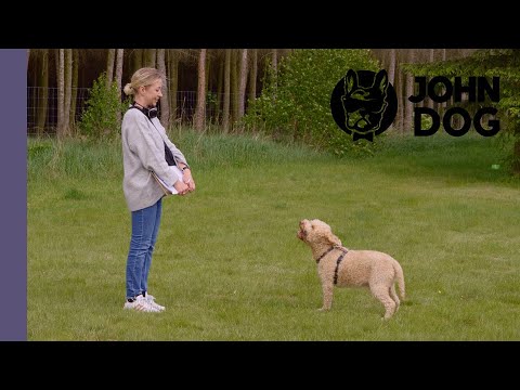 Agresja lękowa wobec innych osób – WARSZTATY PSICH EMOCJI – John Dog