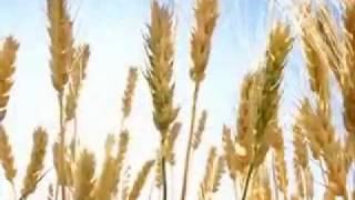 Standard Process  Refined Wheat