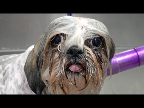 A very angry Shih Tzu attacks