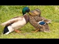 Aggressive Male Duck Attacks Hen To Force Mating A Struggle To Escape Ensues