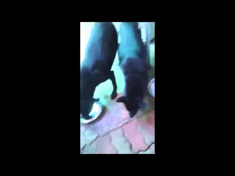 download lagu mp3 mp4 Bronco Pet Food, download lagu Bronco Pet Food gratis, unduh video klip Bronco Pet Food