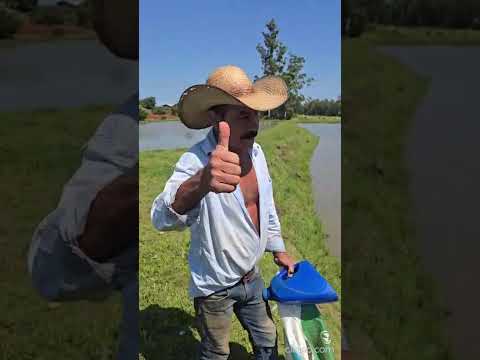 Propriedade Rural à venda, Primavera - Distrito - Leópolis - PR, LEOPOLIS - PR