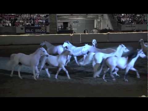 Equine Affaire 2011 Fantasia - Arabians