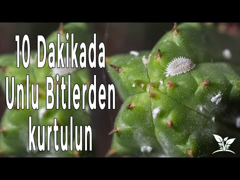 , title : 'UNLU BİT SORUNUNA NET ÇÖZÜM !!! | Unlu Bit ve Sineklerden nasıl kurtulurum ?'