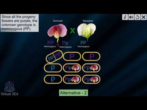 Test Cross: pea flower video thumbnail