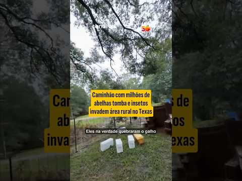 Milhões de abelhas escapam após caminhão tombar e geram alerta nos EUA