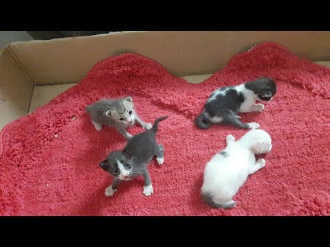 Baby Cats  -Cute and Funny Cat Videos  Compilation #catvideos #Roshni dhruva #funny cats  #baby cat