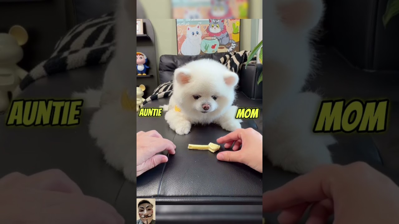 Acting time of Puppy #shortsvideo #pets #cutedog #cute