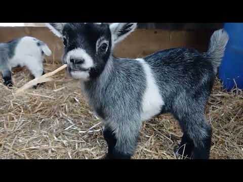 PYGMY GOATS FOR SALE - Image 2