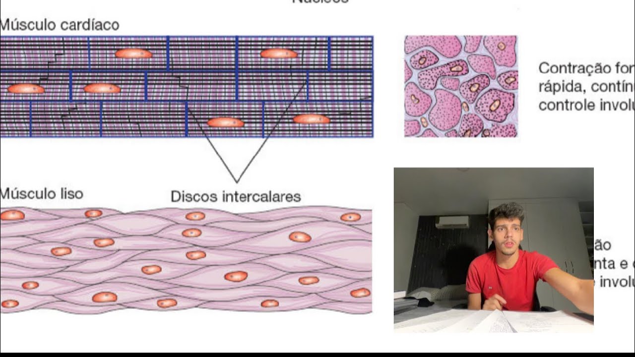 João Gabriel Guimarães - Tecido Muscular (Parte 1)