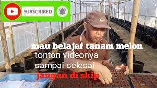 Download lagu cara tanam melon hidroponik fertigasi dari A-Z mp3 Download lagu cara tanam melon hidroponik fertigasi dari A-Z mp3