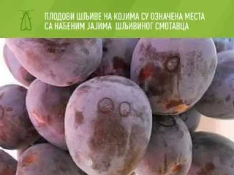 Zelena prognoza 18.8.2014. - Stanje u zasadima šljive i breskve