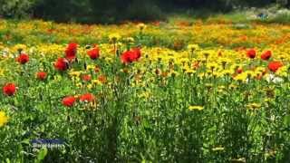 SECRET GARDEN - Silence Speaks