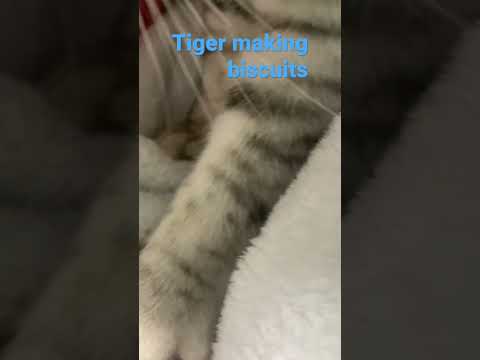 Tiger making biscuits👍🐱￼