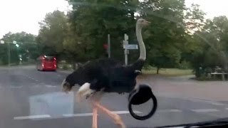 preview picture of video 'Ostrich running free in the city centre of Tartu (Estonia). July 2011'