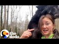 Rescued Wolf Dog Immediately Recognizes His Long Lost Brother The Dodo