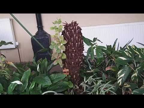 Buxton. neglected rotting Conservatory at  Pavillion Gardens, Buxton, Derbyshire.