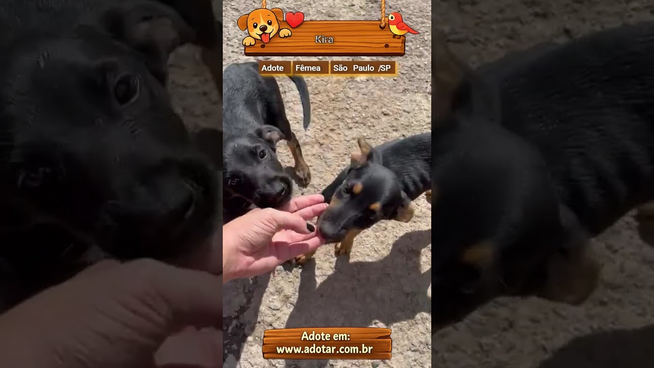 Cachorro raça SRD-ViraLata idade 2 a 6 meses nome Kira