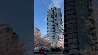 バンクーバーDavid Lam Park の桜#バンクーバー生活 #カナダ