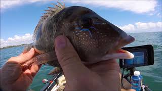 Wellington Point 26 1 18