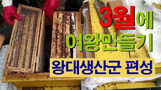 3월에 여왕만들기, 왕대 생산군 편성합니다.