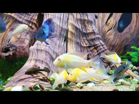 5,000 liter planted tank at Jöst aquaristic