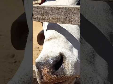 Feira de animais de Quixaba-PE