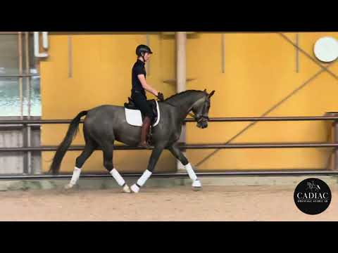 SOLD! *2021 gelding by. Valverde x Heslegårds Rubin