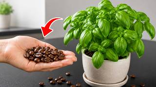 Never Buy Basil Again! Grow It at Home for an Endless Supply — It’s So
