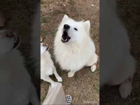 TRU **, an adopted Samoyed in Springfield, VA_image-1