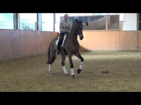 Paramount-Caletto I gelding * 2002 for sale