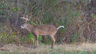 Big Illinois Whitetail gets Smoked by a Bow Hunting Hottie.