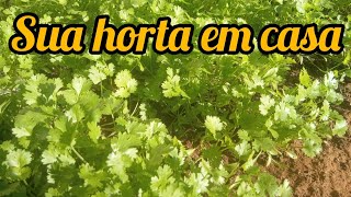 como plantar coentro em casa,cheiro verde, orgânico de um jeito saudável
