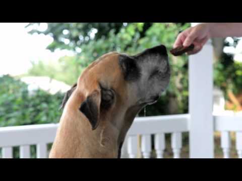 Dr Harry Dog Biscuits