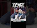 How To Combat Extreme Puppy Biting